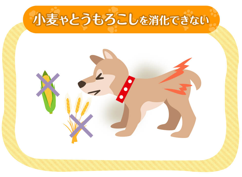 小麦やとうもろこしを消化できない