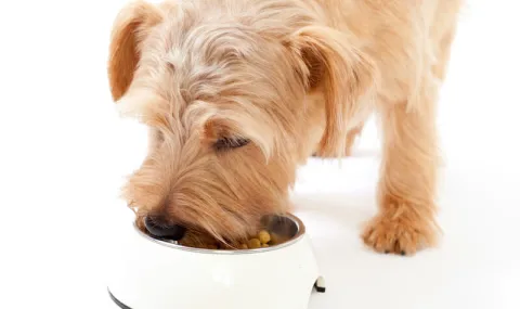 ドッグフードを食べる小型犬