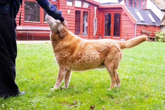犬がしっぽを振る理由