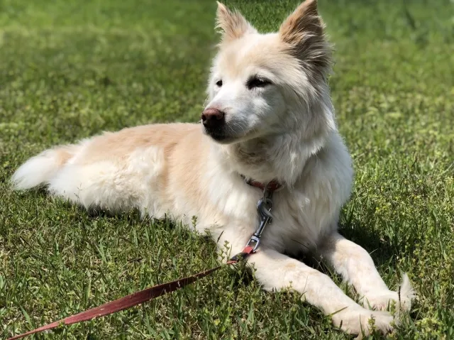 犬が疲れているときによくする行動・仕草