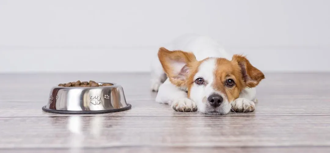 愛犬の食欲が低下してる…動物看護師が徹底解説