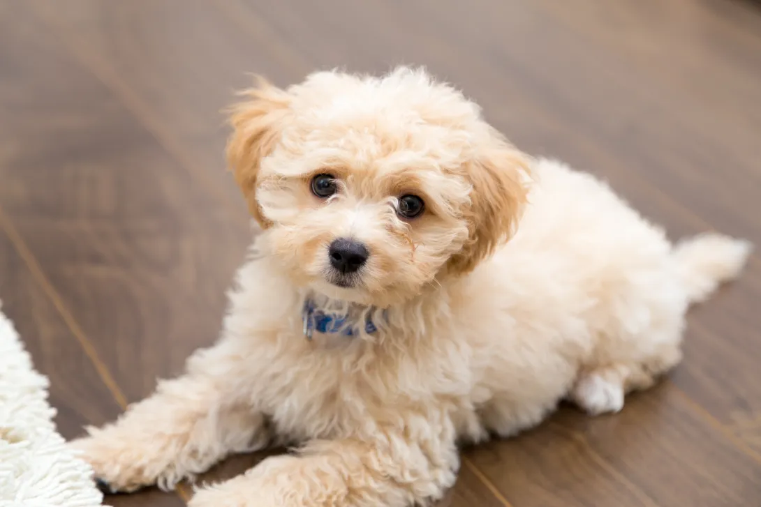 犬を飼ったばかりの人必見!しつけの大切さと種類を徹底解説!