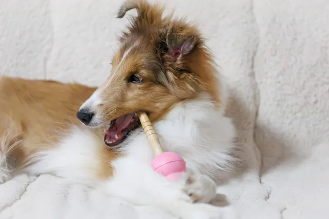 犬を飼ったばかりの人必見!しつけの大切さと種類を徹底解説!