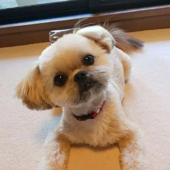 犬の血液型と性格って関係あるの?血液型を知っておくべきメリット