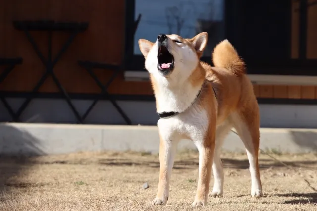 犬が吠えてしまう要因を徹底解説