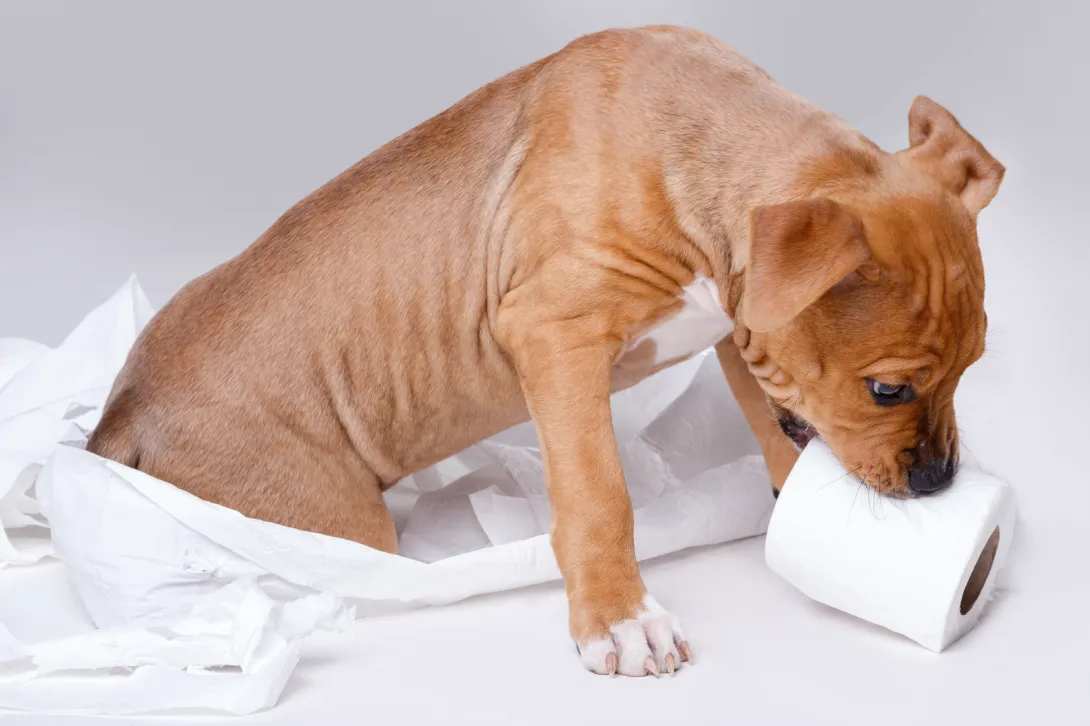 愛犬の食糞を直したい方が確認するべきこと